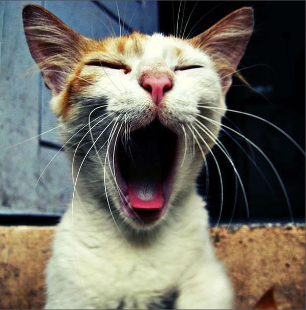打哈欠的小猫咪