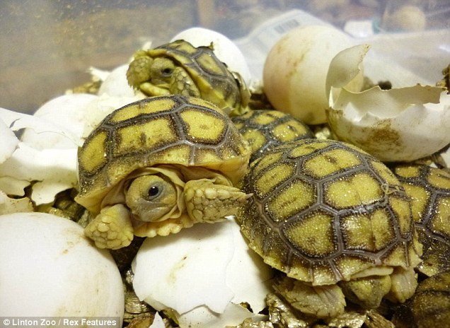 濒危象龟破壳而出瞬间:最长活到70岁_高清图集_新浪网