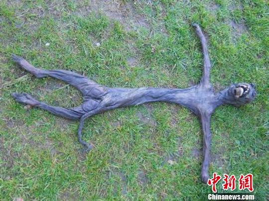 快讯:扩散原产地直播 双11来了