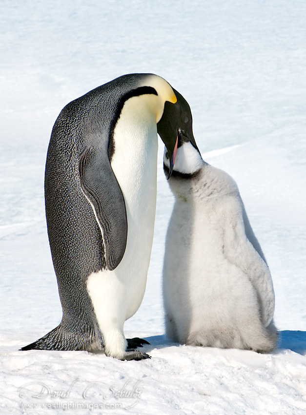 风光摄影:企鹅成长日记