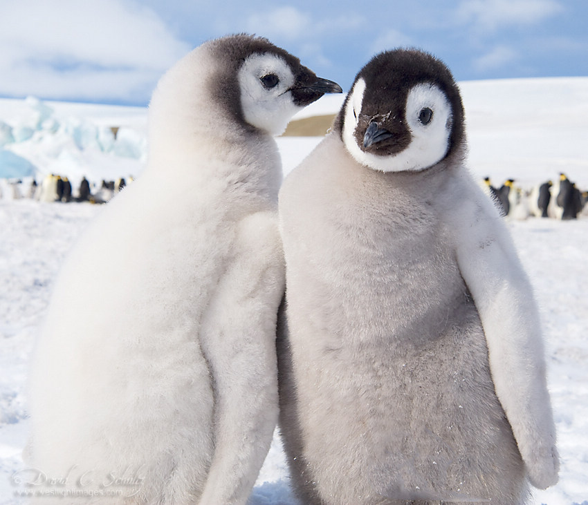 风光摄影:企鹅成长日记