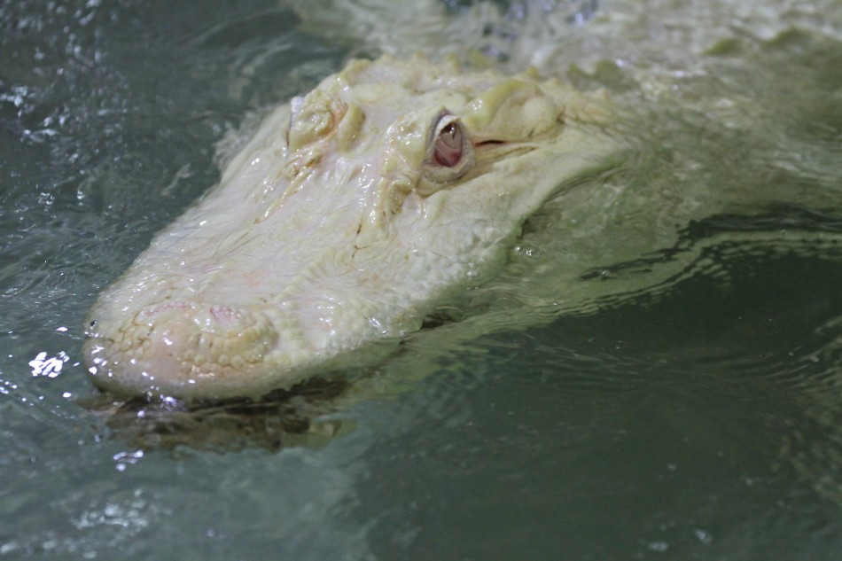 老贼偷手机被监控拍脸 *st新梅进入保壳攻坚时刻