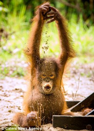 网曝学校食堂吃出钢筋 尤文希望迪巴拉在三周内回归球队训练