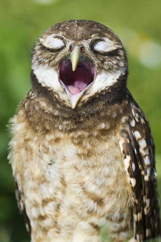 联合国安理会正式提名古特雷斯任新秘书长 29日晚