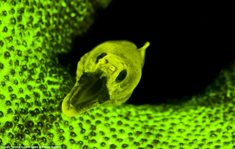 白银温水煮青蛙 中国驻吉使馆恐袭新进展?