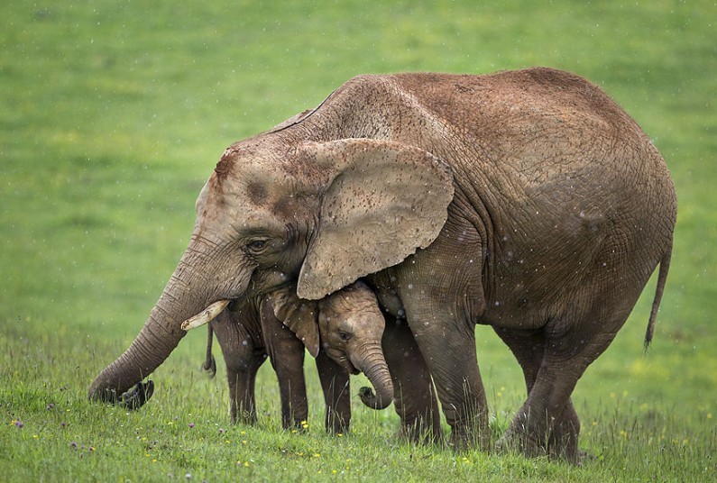 野生动物宝宝萌照:河马一家相拥睡觉_高清图集_新浪网
