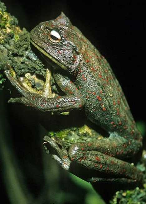 让更多人受益 2017鸡年纪念币什么时候发行