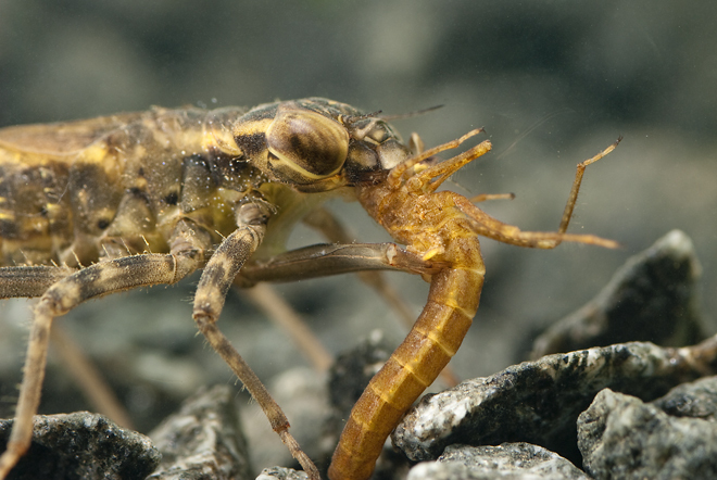 水中猎手蜻蜓稚虫:下唇伸出捕食仅需10毫秒