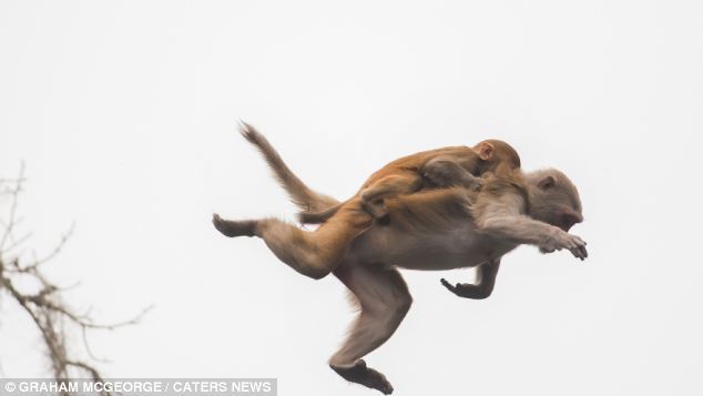 美国大胆猴子背宝宝高空跳水过河
