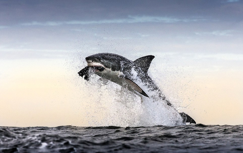 南非大白鲨跃出海面疯狂捕食海豹