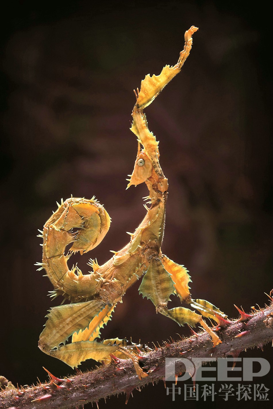 揭秘体态怪异各色竹节虫丛林隐士的魔法术