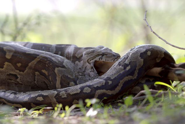 摄影师偶拍非洲巨蟒下颌分离吞食斑羚