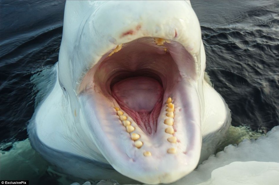 关于性的14个世界纪录, 10月份工业利润同比增长9.8%