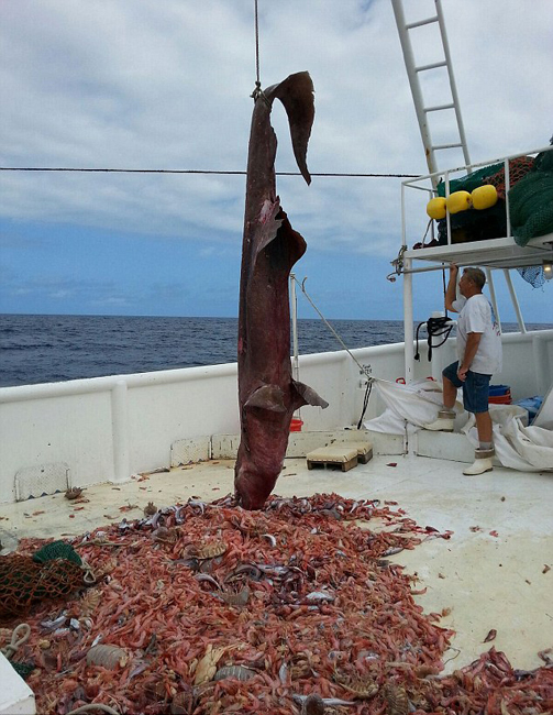 美渔民捕获5米长粉色尖牙剑吻鲨 放归大海