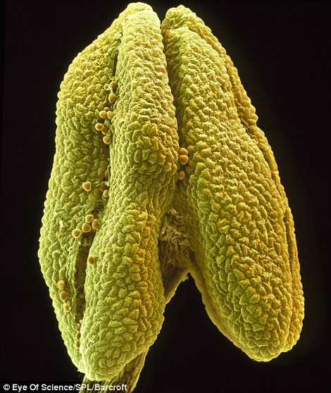 显微照片展示超现实鲜花细节