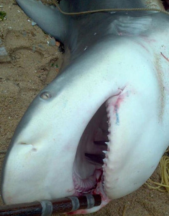 广东惠州渔民近岸捕获500斤大鲨鱼