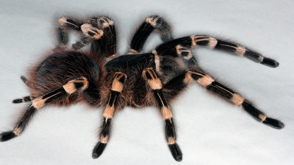 华夏幸福发布大胜泰达海报: 温州炒房团纵横房市15年