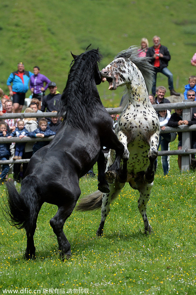 奥地利公马为争头领地位大打出手