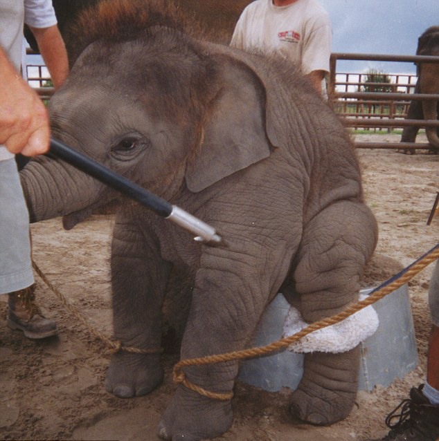 美国大联盟场均上座率超越意甲微信提现免手续费啦