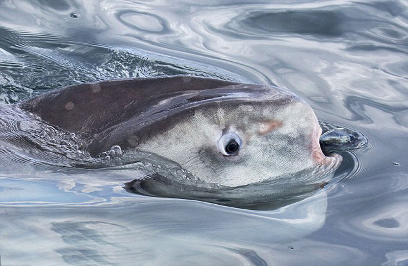 红通头号嫌犯杨秀珠投案自首 目前国内经济到底靠什么