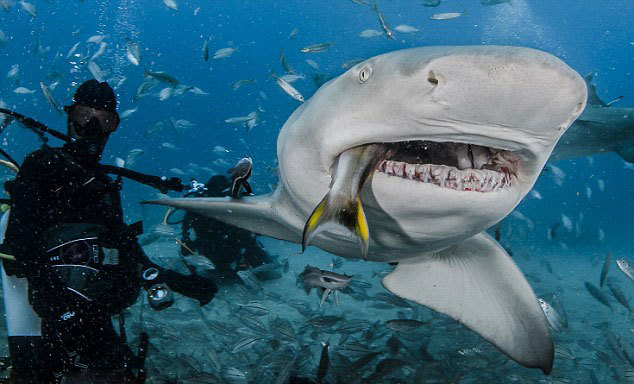 美摄影师海底近拍鲨鱼张大嘴进食瞬间