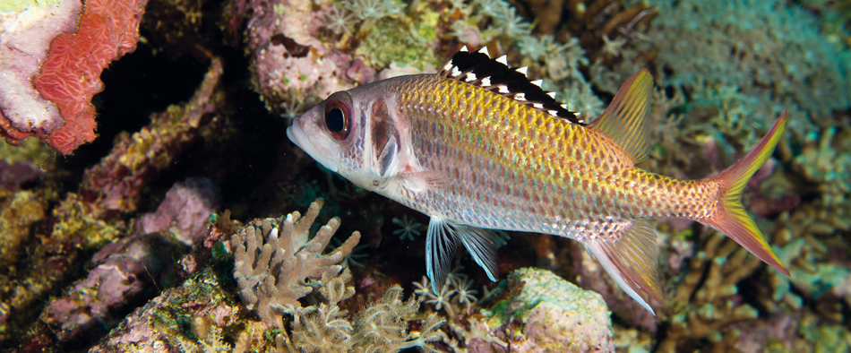 中国南海西南中沙群岛珊瑚礁鱼类图谱