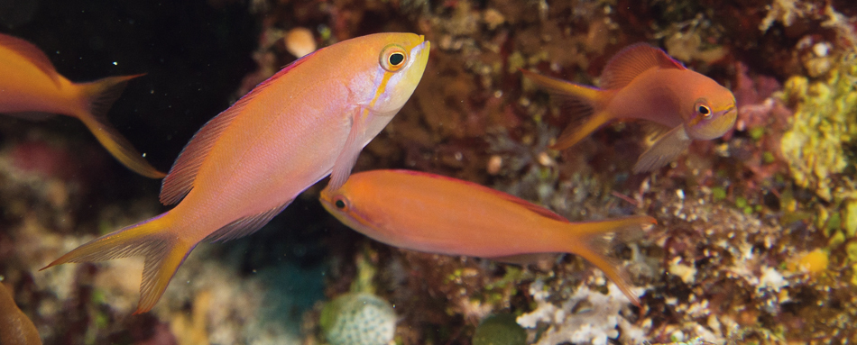 中国南海西南中沙群岛珊瑚礁鱼类图谱