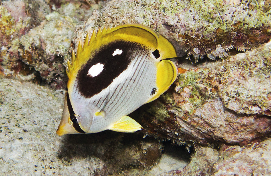 中国南海西南中沙群岛珊瑚礁鱼类图谱