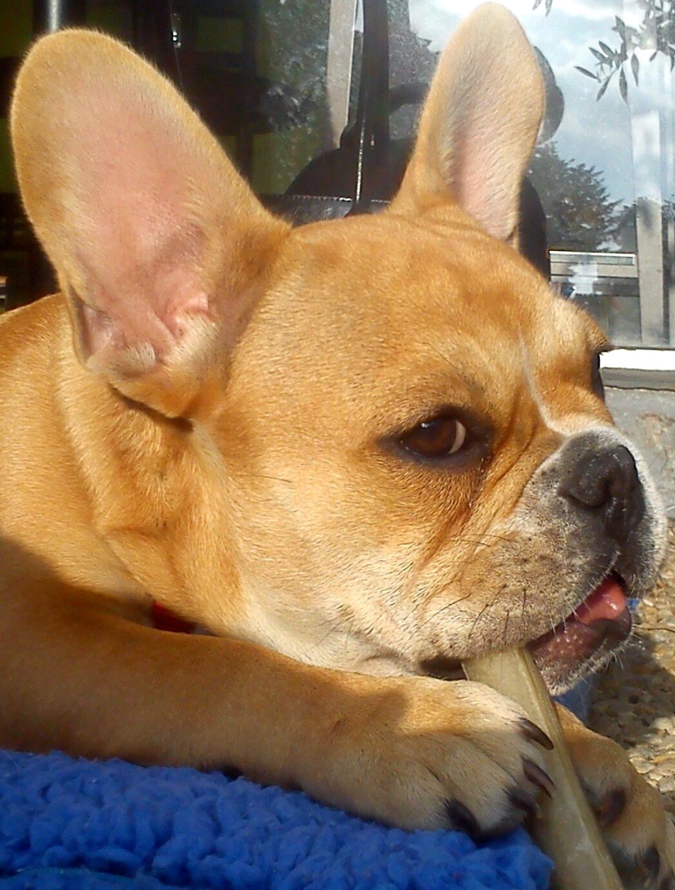 法国斗牛犬雌雄同体吓呆主人