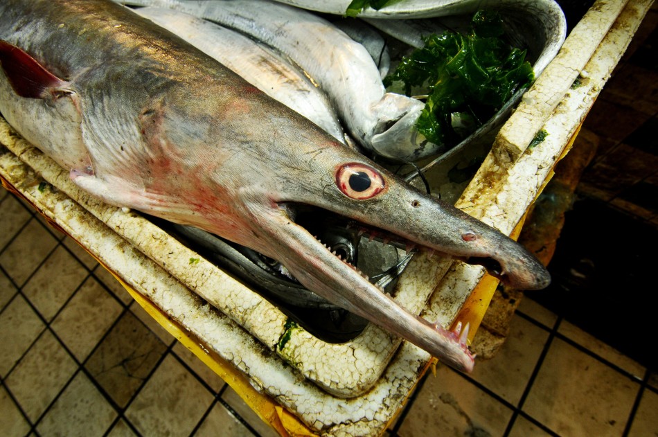 青岛渔民捕获近两米长重45斤巨型海鳗鱼