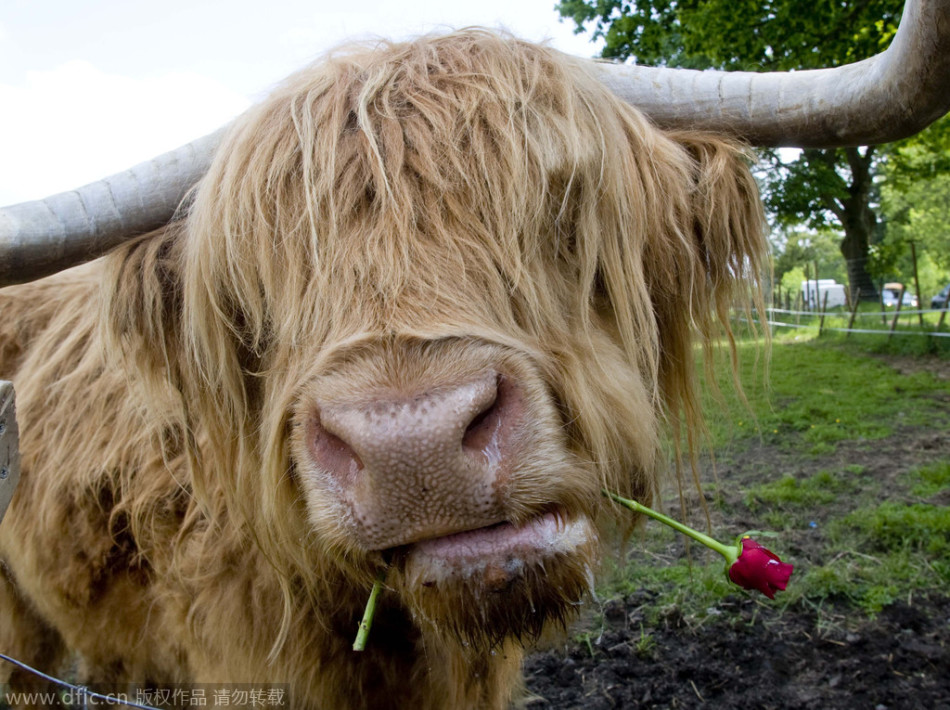 最牛的女人她全裸打脸小李子扮丑却成了最美艳女疯子3