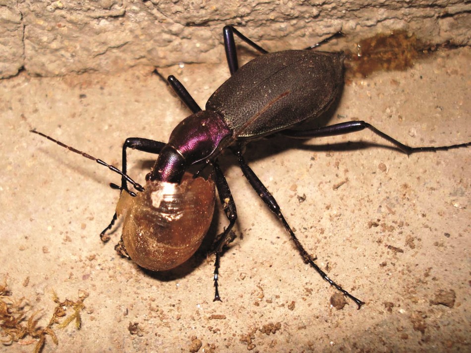 食蜗步甲捕食蜗牛