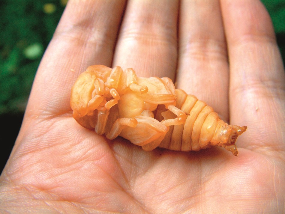 昆虫世界的铁骑士:看甲虫百变千幻奇门异术