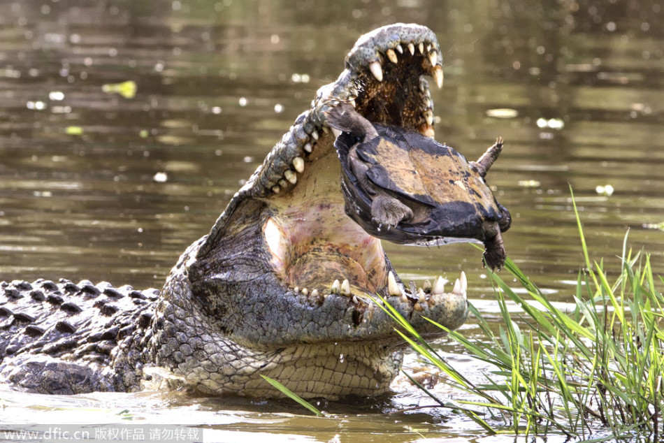 乌龟被鳄鱼咬住高抛空中:险些沦为腹中食