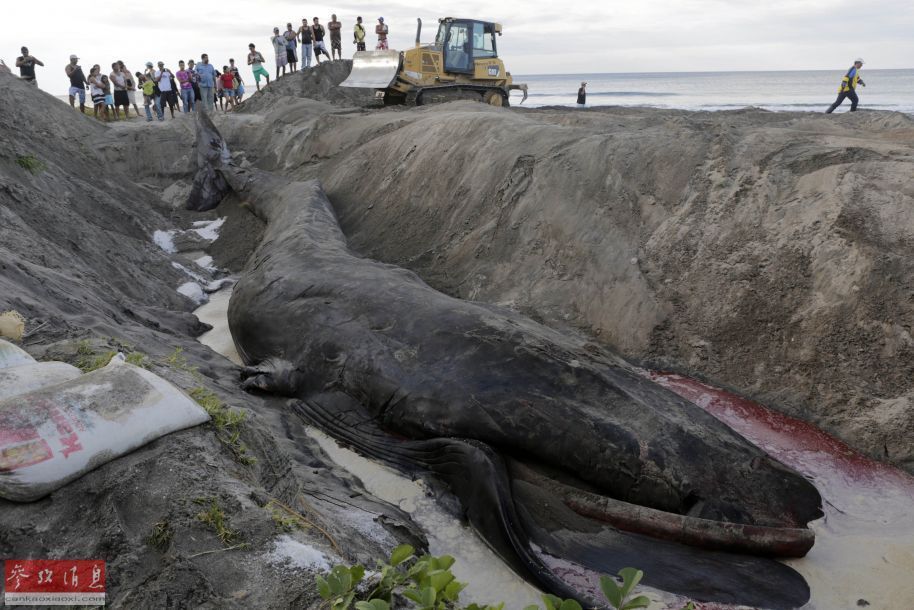 一周图片精选:南极海狗性侵企鹅或系后天习得
