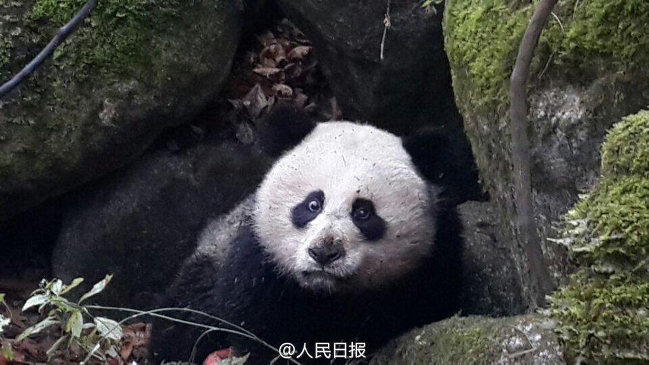 四川受伤大熊猫死亡
