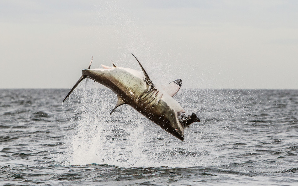 大白鲨跃出水面捕食诱饵震撼瞬间
