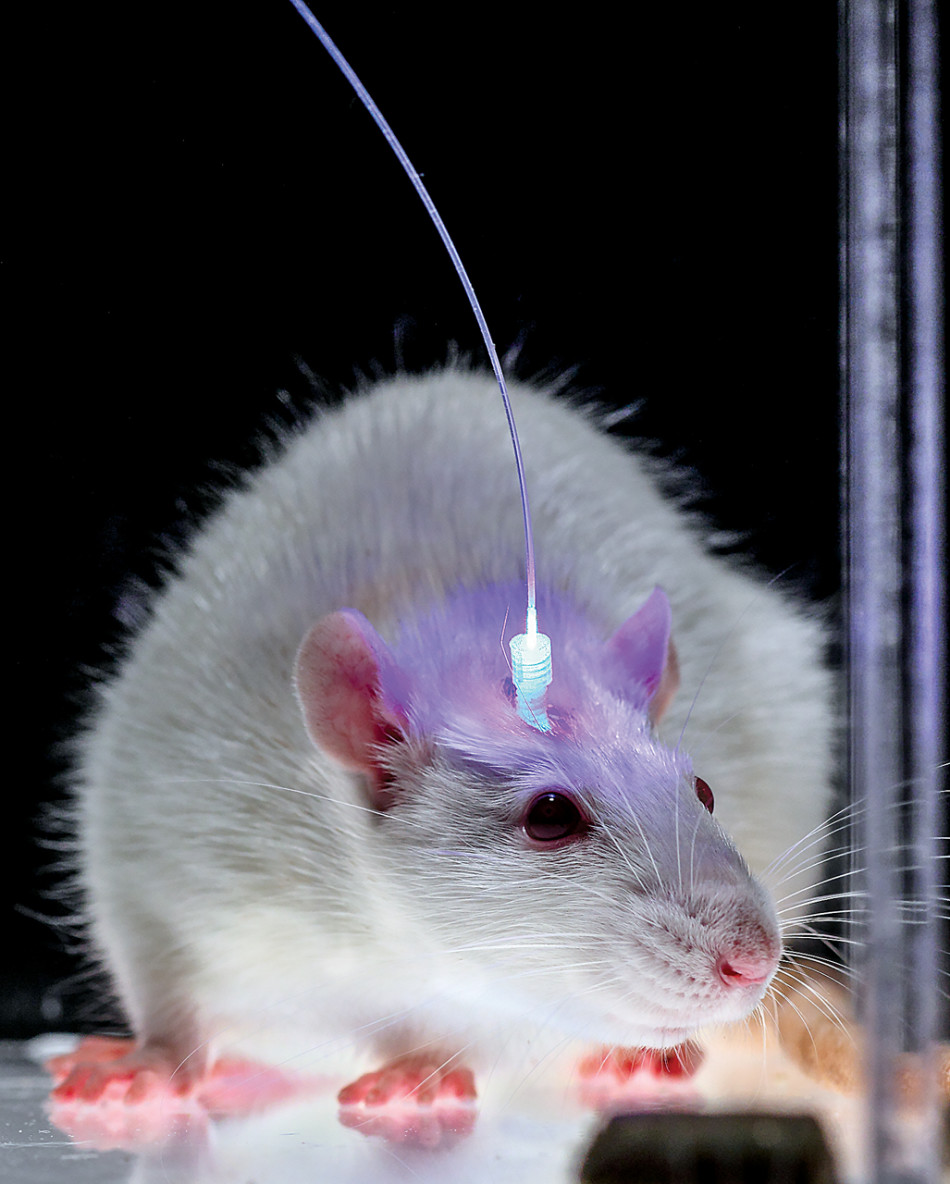 白定涨:媒体爆料刘恺威与王鸥同房幽会4小时(图)