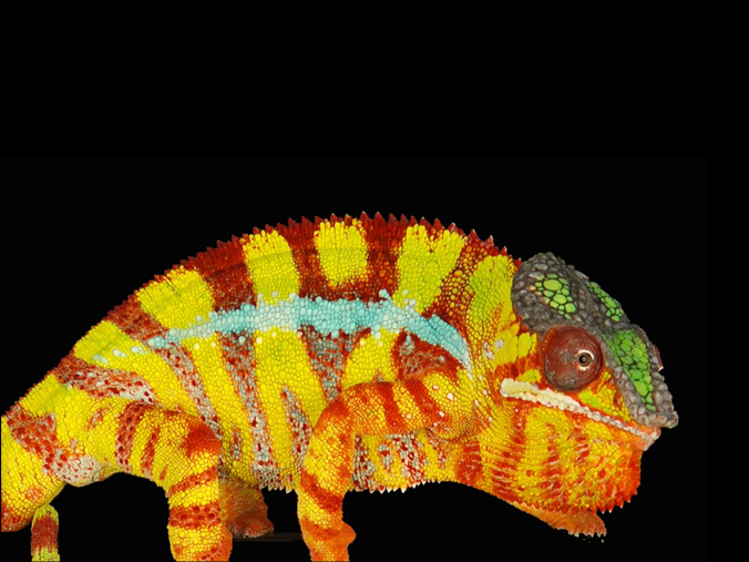 揭开变色龙变色之谜:纳米晶体控制光线折射