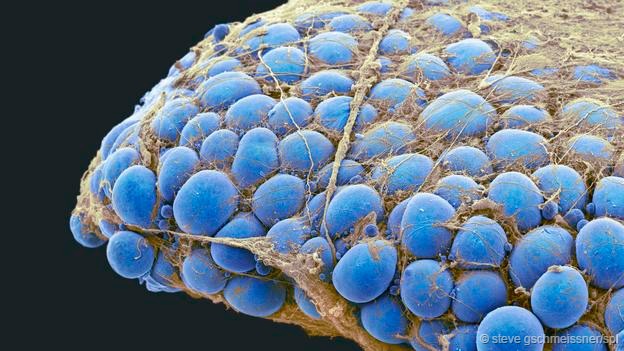 古怪而奇妙的图片:深海章鱼可爱外形似小黄鸭