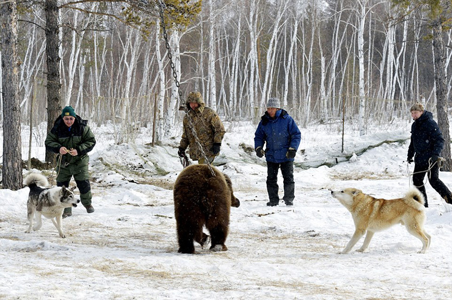 俄狩猎比赛铁链锁熊做猎物 训练猎犬袭击