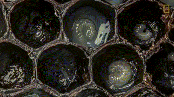 gif蜂巢里蜜蜂的前21天