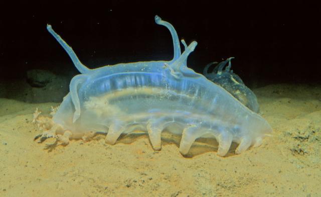 身怀毒素的海底萌物海猪又圆又胖触角抓食