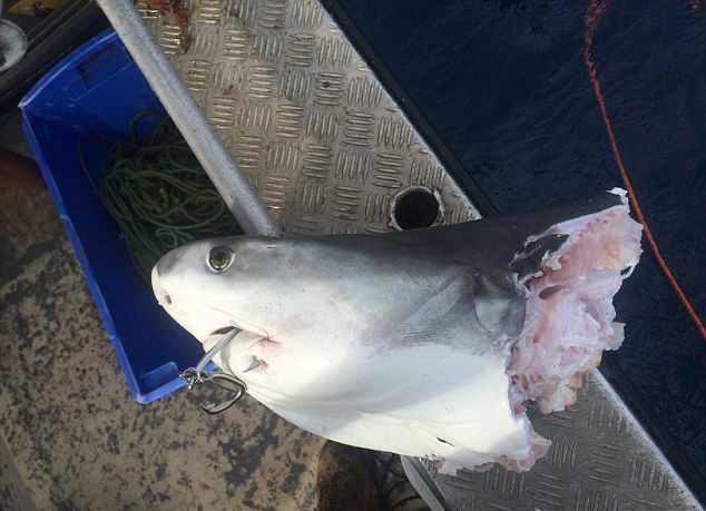 适者生存澳大利亚食人鲨泛滥致同类相食