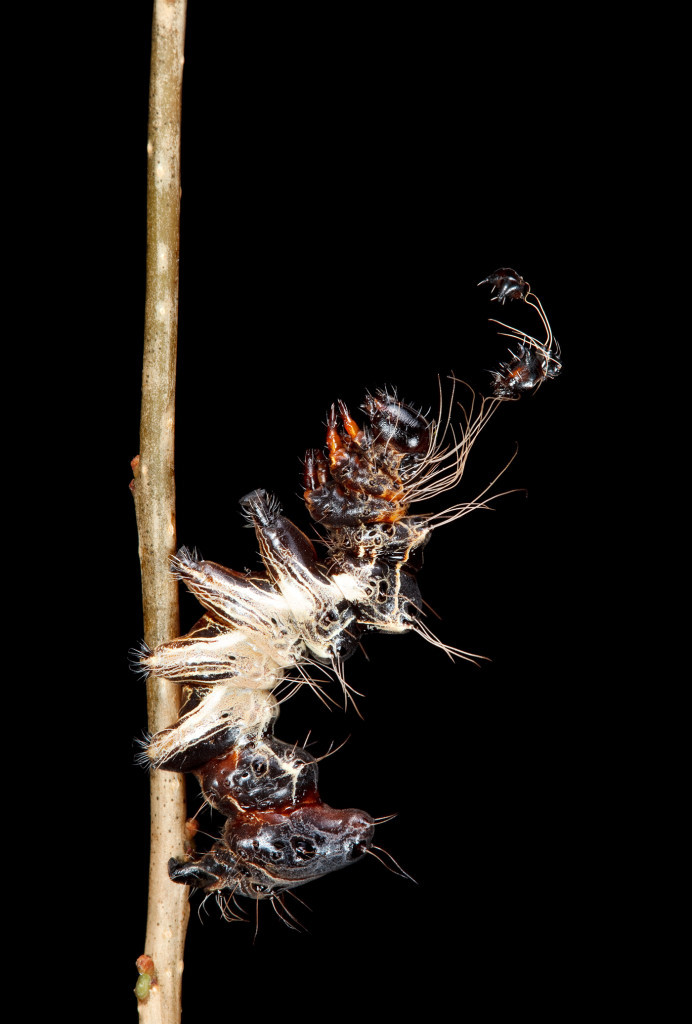 美国摄影师拍奇怪毛毛虫:既可爱又恐怖