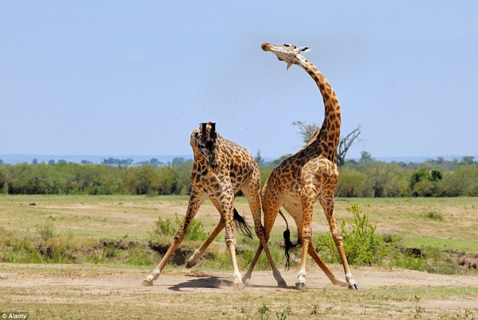 南非长颈鹿展示发达肌肉:脖子打架肉搏战锻炼