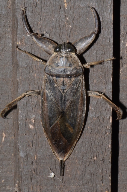 凶猛负子蝽:前足似镰刀能捕食青蛙_高清图集_新浪网
