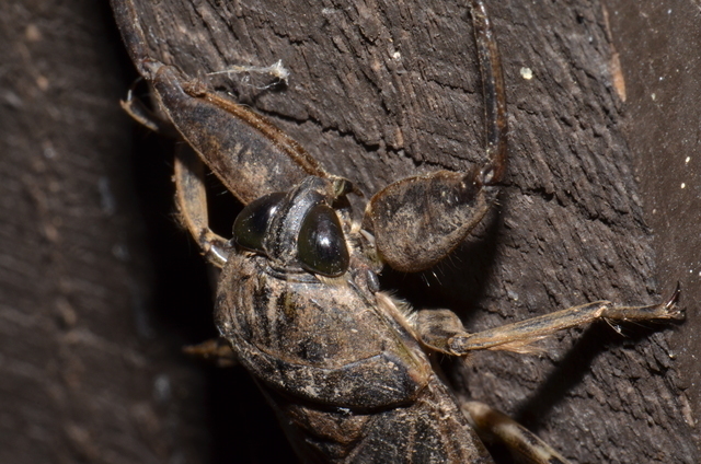 凶猛负子蝽:前足似镰刀能捕食青蛙