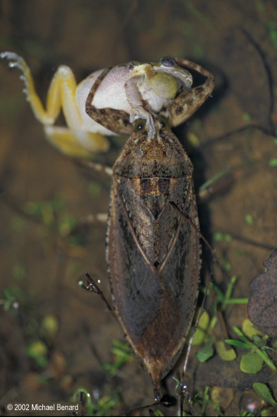 凶猛负子蝽:前足似镰刀能捕食青蛙