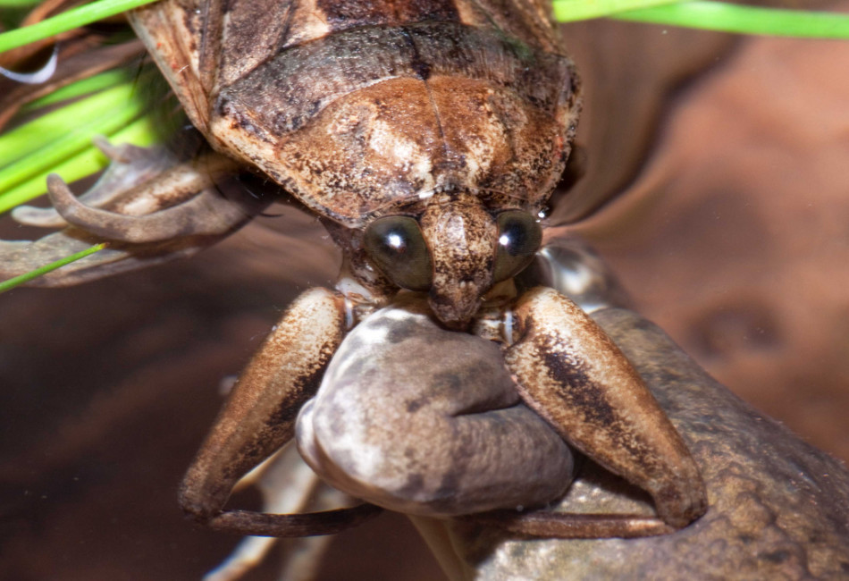 凶猛负子蝽:前足似镰刀能捕食青蛙